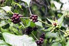 Bio Espresso No. 5 (�thiopien)