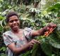 Tanna Kaffee (Vanuatu : direkt gehandelt)