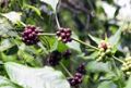 Bio Espresso No. 5 (�thiopien)