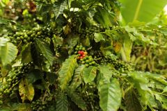 Maskal-Kaffee Edition