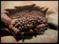 Indien Perlbohne Caracol als Espresso