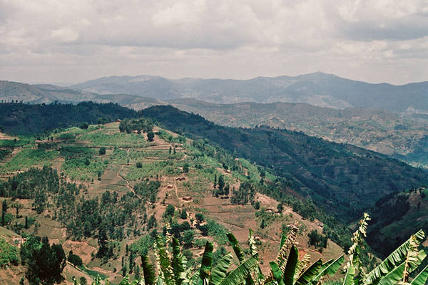Kaffeeanbau in Ruanda